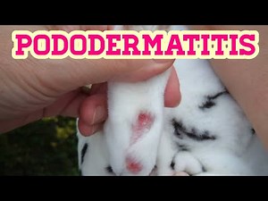 Pododermatitis in rabbits