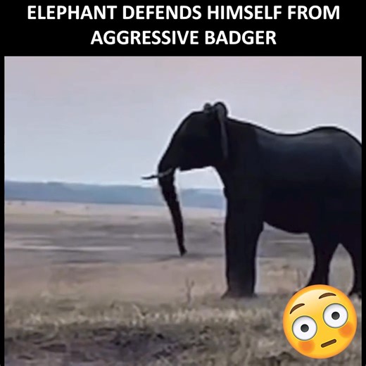 You know the badger is going home and telling the homies he won the fight 😂🦡 via @wildlife.report on IG | Fails