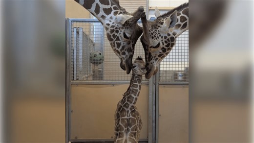 Hogle Zoo welcomes birth of new giraffe calf