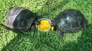 18 reactions · 11 shares | Follow us IG ➡ @amazingcreations143 | Amazing Creation | Facebook