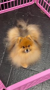 1.3K views · 68 reactions | Grooming a dog with alopecia #fyp #alopecia #doggrooming #pom | Dogsbylogan | Facebook
