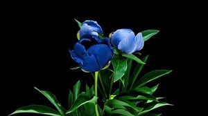 Time Lapse Blooming Bouquet Blue Beautiful Stock Footage Video (100% Royalty-free) 1074203807 | Shutterstock