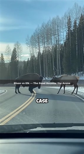 2.2K views · 17 reactions | Bison vs Elk — The Road Became the Arena Horns met air before they met each other. The road didn’t belong to cars anymore. | Animal Encounter TV | Facebook
