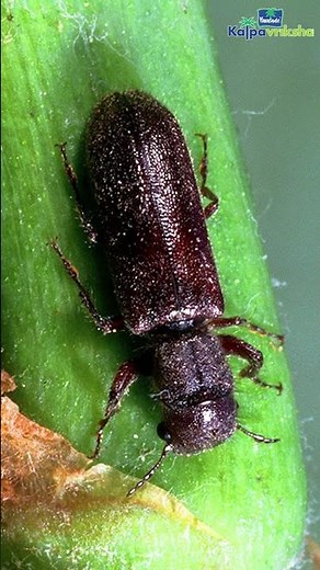 Common pests and diseases of avocado