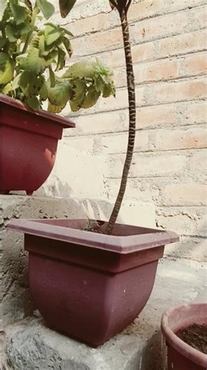 Plants Farming At Home