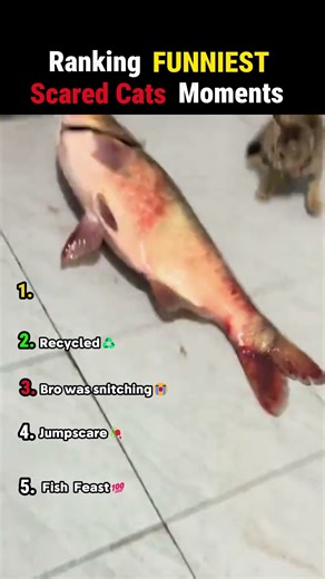 Ranking FUNNIEST Scared Cats Moments😱 #shorts #viral #funny #cat