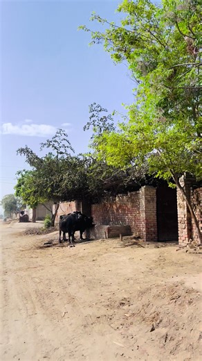 Punjabi Village Life: A Glimpse