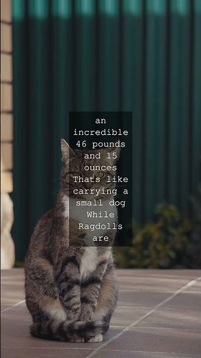 The Big Cats From Ragdolls to Record Breakers Did you know the largest cat breed is the...