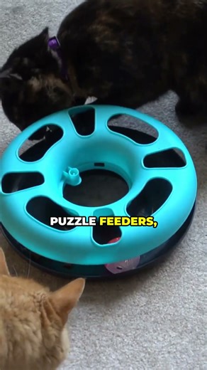 How to Guide Your Cat’s Behavior—Without Yelling or Punishment