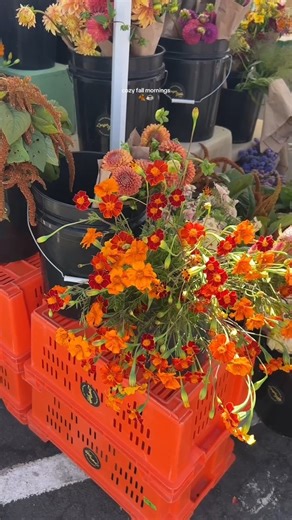 2.4K views · 83 reactions | Cozy fall mornings: where the world slows down, and warmth feels endless 李 | Autumn Blessings | Facebook