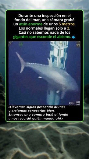 🐟Un gigante que no debería existir🐟