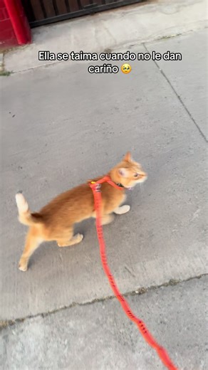 Gato Naranja Busca Cariño y Atención