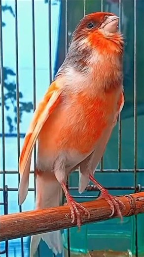 Powerful singing of a male canary in a frenzy. #CanarySinging #SingingBirdCanar #Canary #BirdWorld