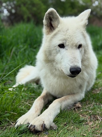 Wolf Hollow on Reels