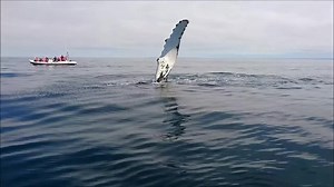 103 reactions · 11 shares | Did your jaw just drop? Yeah, ours too.  See these majestic creatures up close! Our very own Skipper Bob knows the best viewing spots! Book your Whale Watching Tour now and get 10% off! Use code "Whale10" at checkout. Click below to learn more⬇️ | Trinity Eco-Tours | Facebook