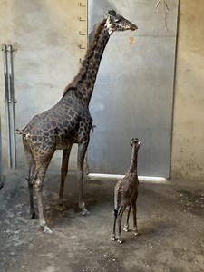 A giraffe calf was born at the Santa Barbara Zoo this week. He's the 11th Masai giraffe to be born at the zoo since 2012. More here: https://bit.ly/33DKVPy (Video courtesy of the Santa Barbara Zoo) | KSBY