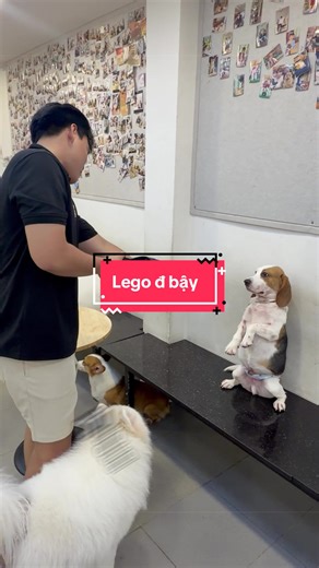 lại là Lego 😂. Một ngày bị phạt 10 lần… #cherrypetcoffee #cafethucung #cafethucungsaigon #dog #tiktokgiaitri