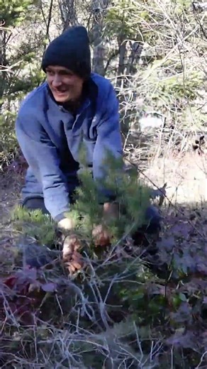 Day one of undoing team trees #tree #teamtrees