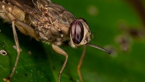 Biting Flies Are Attracted To Blue, Researchers Have Just Learned Why