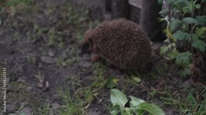 Young hedgehog walks near the fence on the grass, then looks into the camera and runs away, moving out of focus. Wild nocturnal animal went hunting in search of food. Nature video footage in 4k 25FPS