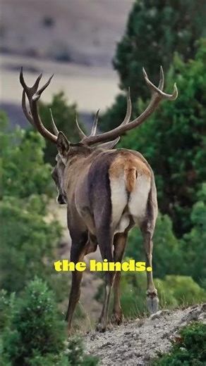 Deer Sounds Echo Through the Forest #wildlife #nature