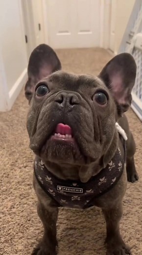 French Bulldog Tongue Kick Humor Video