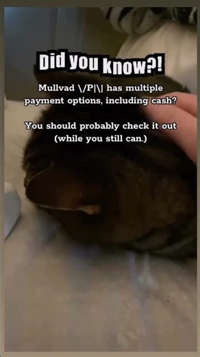 Kitty doesn’t trust the government. Kitty is smart #cat #cybersecurity #opsec