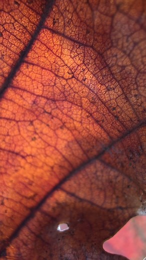 21K views · 298 reactions | Top class hawking. Male harris hawk here . #harrishawk #falconaryhunting #huntinglife | Micky Shamo | Facebook
