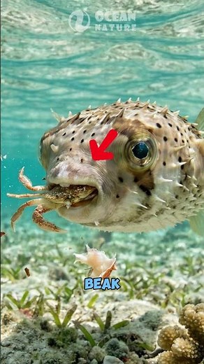 How Pufferfish Eat Crabs? #viralboy