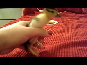 2 Day Old Baby Duck Running Around on My Bed