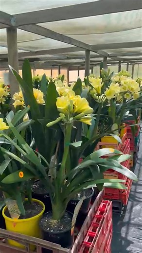 2.1K views · 59 reactions | Welcome to HUGH’S 6th annual Flowering...