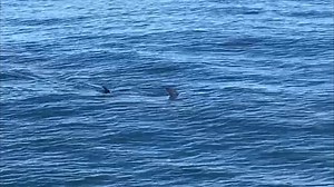 Incredibly rare swordfish spotted in UK waters