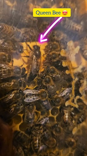 The Queen Role in the Hive: The queen bee's primary role is to lay eggs. She can lay up to 2,000 eggs per day during peak seasons.Lifespan: A queen bee typically lives between 2 to 5 years, much longer than worker bees, which live only a few weeks to a few months.Development: Queen bees develop from larvae that are fed a special diet called royal jelly, which triggers their development into queens rather than worker bees.Mating: A queen bee mates only once in her lifetime, typically within the f