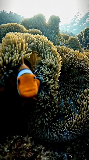 5.8K views · 409 reactions |  Just keep swimming!  Check out this adorable clownfish that could be Nemo’s twin!  Such a cool close-up of this underwater cutie!  #marinelife #oceanconservation #sea #marinebiology #ocean #scuba #underwaterlife #scubadiving #clownfish #diver #underwaterphotographer #underwaterworld #sealife #sealovers#scubadiver #oceanvideo #gopro #pezpayaso #oceanphotography #underwaterphotography #sdidivers | Aquanauta Diver | Facebook