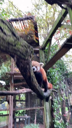 Sorry for the bad quality of the live video if anyone saw it!! Connection was horrible 🥺🥺🥺 #redpanda #zoo