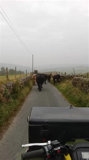Stonebeck Down Wensleydales on Reels