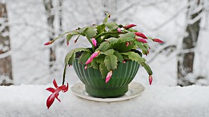 Christmas cactus care guide to ensure a stunning floral display every year