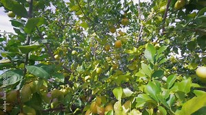Two in one shot of a lemon tree in Florida. Handheld shot of the camera pulling out and pushing in through the branches of the citrus tree. Wide shot shows agriculture practices of fruit crops.