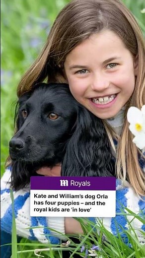 Prince William and Kate Middleton’s beloved cocker spaniel Orla gives birth to puppies