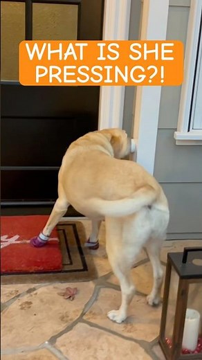 You Won’t Believe How My Dog Opens My Neighbor’s Front Door Every Day