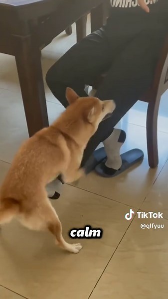 Understanding Why Dogs Hump Legs: Emotional Reasons