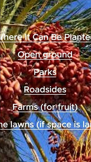 How Dates Grow on Date Trees 🌴 | Date Tree Facts