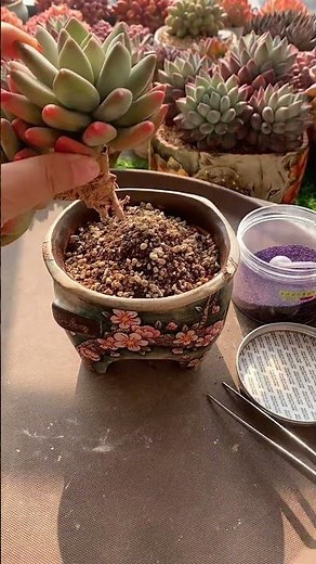 How to Repot Succulents: A Beginner's Step-by-Step Guide