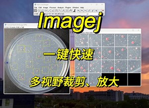 Imagej 一键快速多视野裁剪、放大