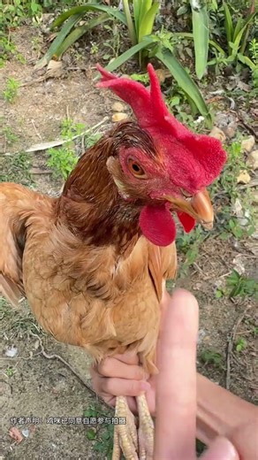 Hajimi's Jumping Ringtone Challenge: Catchy Tune & Soda Fun