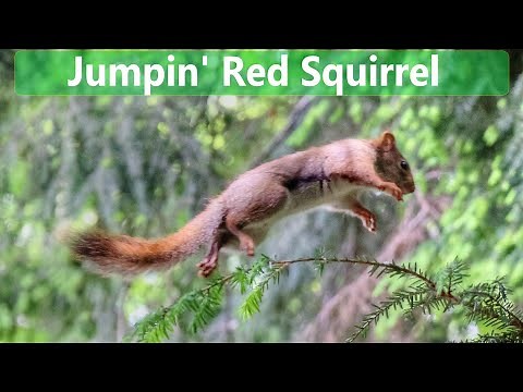 Red Squirrel's Amazing Jumping Ability