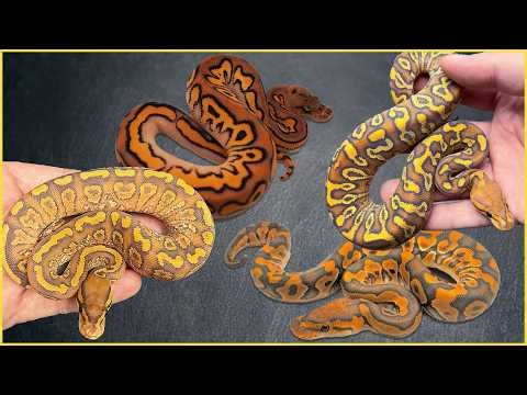MUST HAVE Ball Python Genes for EVERY Collection