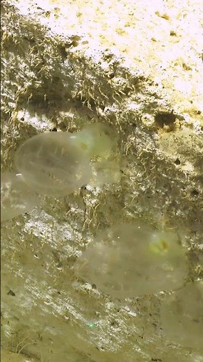 #PoetryInOcean for the Elven abyss tunicate