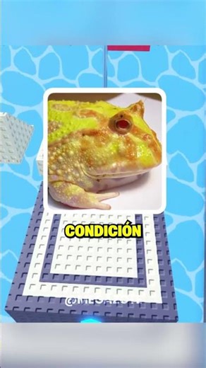 Encontraron un tiburón…que no debería existir #curiosidades