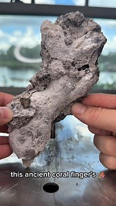 1.7K views · 2K reactions | What’s inside this ancient coral finger? 視 This is a beautiful coral finger that is stuck in its limestone matrix! It’s from an ancient reef that existed millions of years ago! Found by @shrkco #crystals #rocks #geology #coral #agate #geode #minerals #fossils | CoralGeodes | Facebook